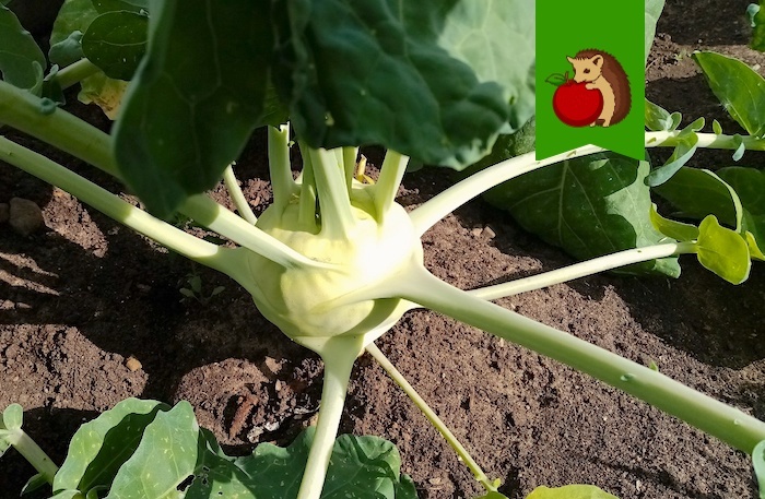 Почему нужно сажать кольраби на участке - свежие новости на Toplenta по теме СТО