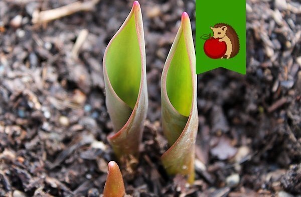 Какие удобрения полезны тюльпанам - свежие новости на Toplenta по теме уход