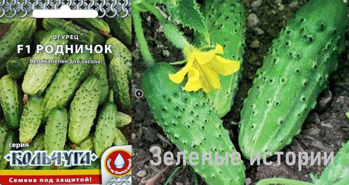 Обзор наиболее удачных для посадки сортов огурцов - свежие новости на Toplenta по теме лайфхаки саморазвития