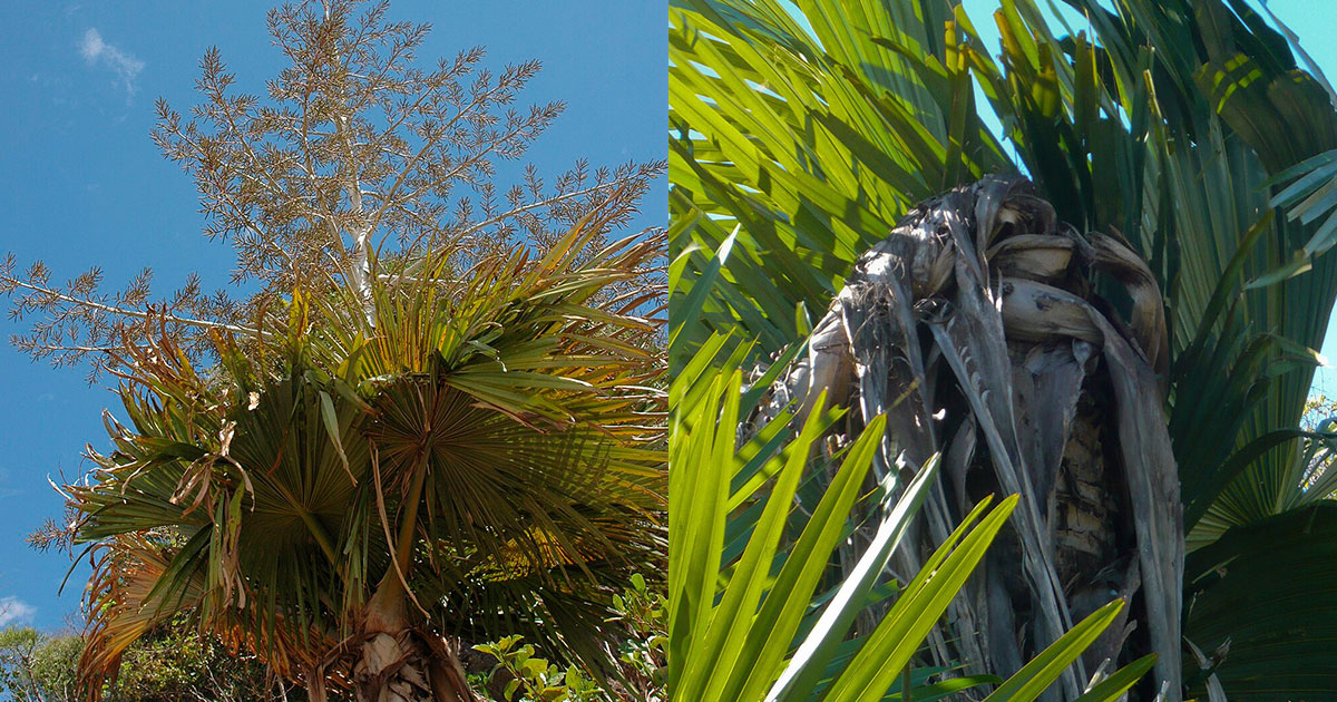 На Мадагаскаре растёт «пальма-самоубийца» - похожая новость на Toplenta