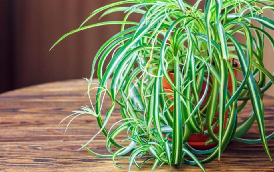Если в вашем доме растет это растение, можно считать, что вам повезло - свежие новости на Toplenta по теме лайфхаки саморазвития