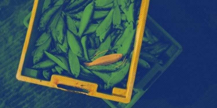 Как перестать покупать некачественные продукты в супермаркете - свежие новости на Toplenta по теме лайфхаки саморазвития