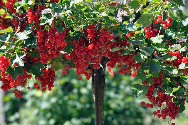 Секрет хорошего урожая смородины - свежие новости на Toplenta по теме лайфхаки саморазвития
