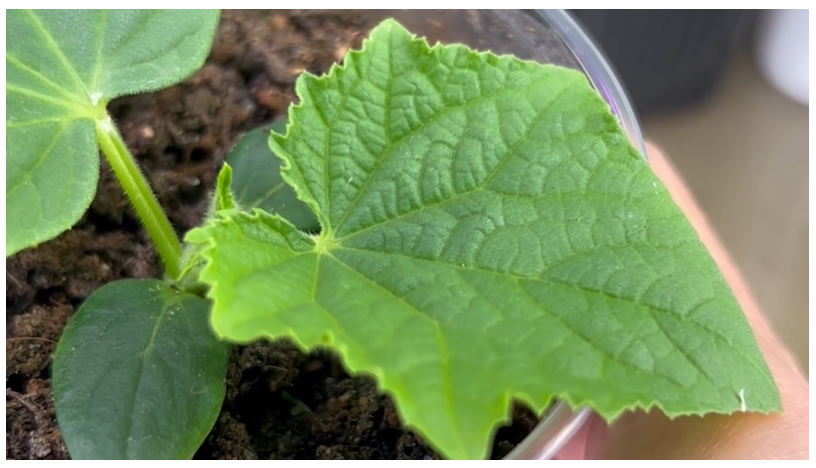 Супер средство для крепкой рассады - свежие новости на Toplenta по теме лайфхаки саморазвития