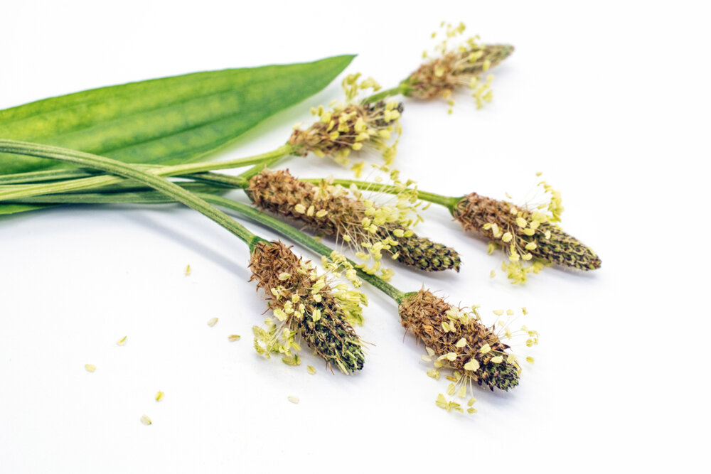 Целая аптечка у нас под ногами, а мы и не догадывается - свежие новости на Toplenta по теме лайфхаки саморазвития