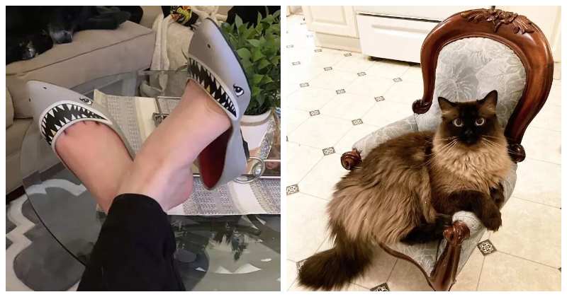 30 невероятно удачных покупок в комиссионном магазине - свежие новости на Toplenta по теме ПК