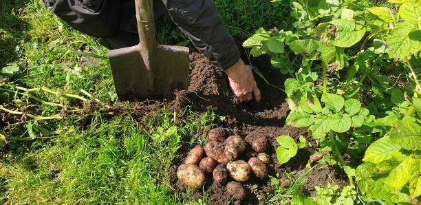Лучшее время для посадки картофеля в 2025 году - свежие новости на Toplenta по теме лайфхаки саморазвития