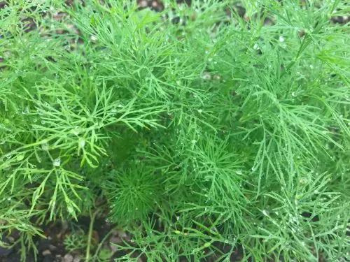 Как перестать завидовать огородникам, у которых укроп всегда пышный - свежие новости на Toplenta по теме лайфхаки саморазвития