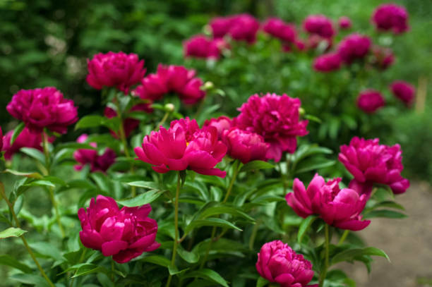 Весенние удобрения для пышных пионов - свежие новости на Toplenta по теме лайфхаки саморазвития