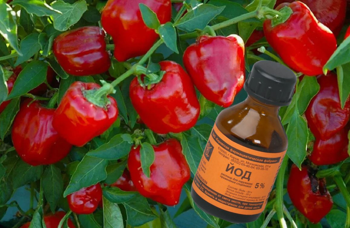 Как вырастить 2–3 кг перца на одном кусте: проверенные методы - свежие новости на Toplenta по теме лайфхаки саморазвития