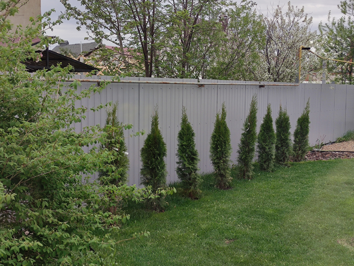 Зачем сажать туи, которые постоянно сохнут, болеют и чернеют: есть вариант в разы дешевле, лучше и красивее - свежие новости на Toplenta по теме Ландшафт