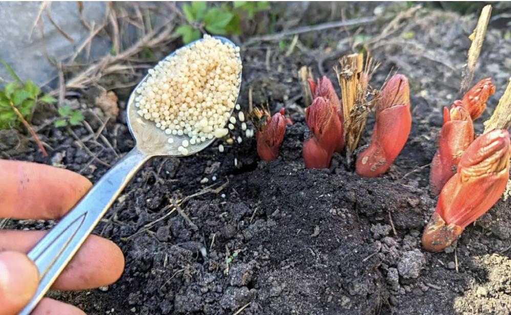 Секрет буйного роста и цветения пионов - свежие новости на Toplenta по теме лайфхаки саморазвития