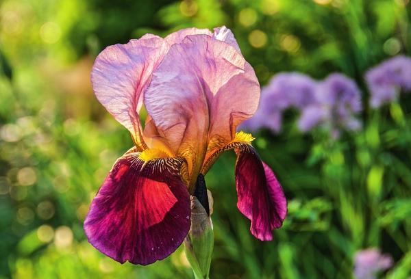 Ирисы и Ко, или Вырастите радугу в своем саду - свежие новости на Toplenta по теме цветоводство