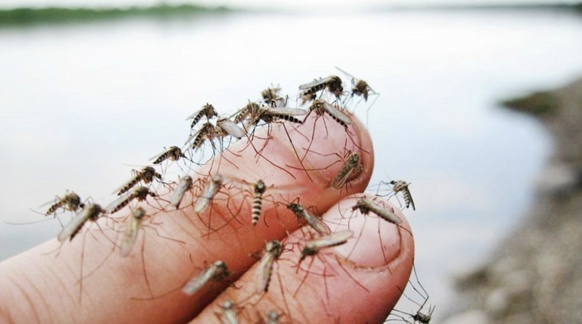 Пахнет вкусно, а комары боятся: Избавляемся от комаров и мух без сеток, химии и липких лент - свежие новости на Toplenta по теме хаки