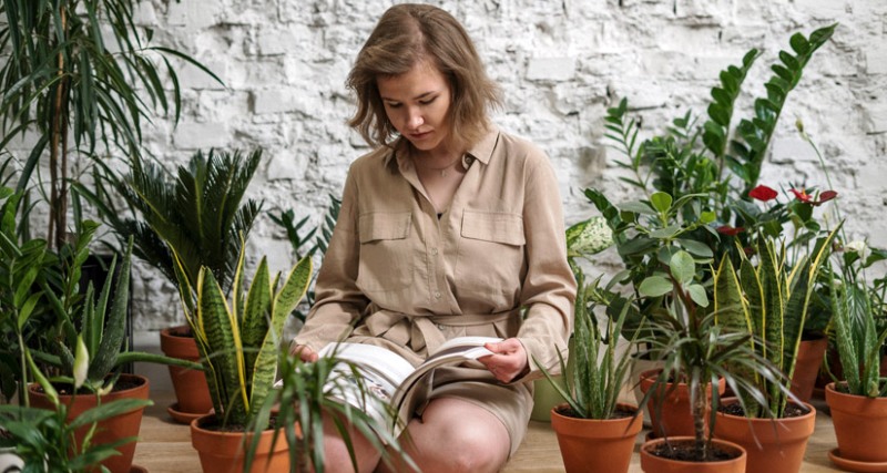 Очищают ли домашние растения воздух в помещениях - свежие новости на Toplenta по теме тер. СНТ Гипрокислород [852493]