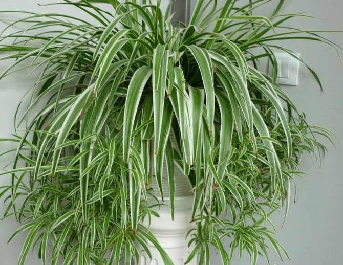 Хлорофитум: скромное растение с выдающимися способностями - свежие новости на Toplenta по теме лайфхаки саморазвития