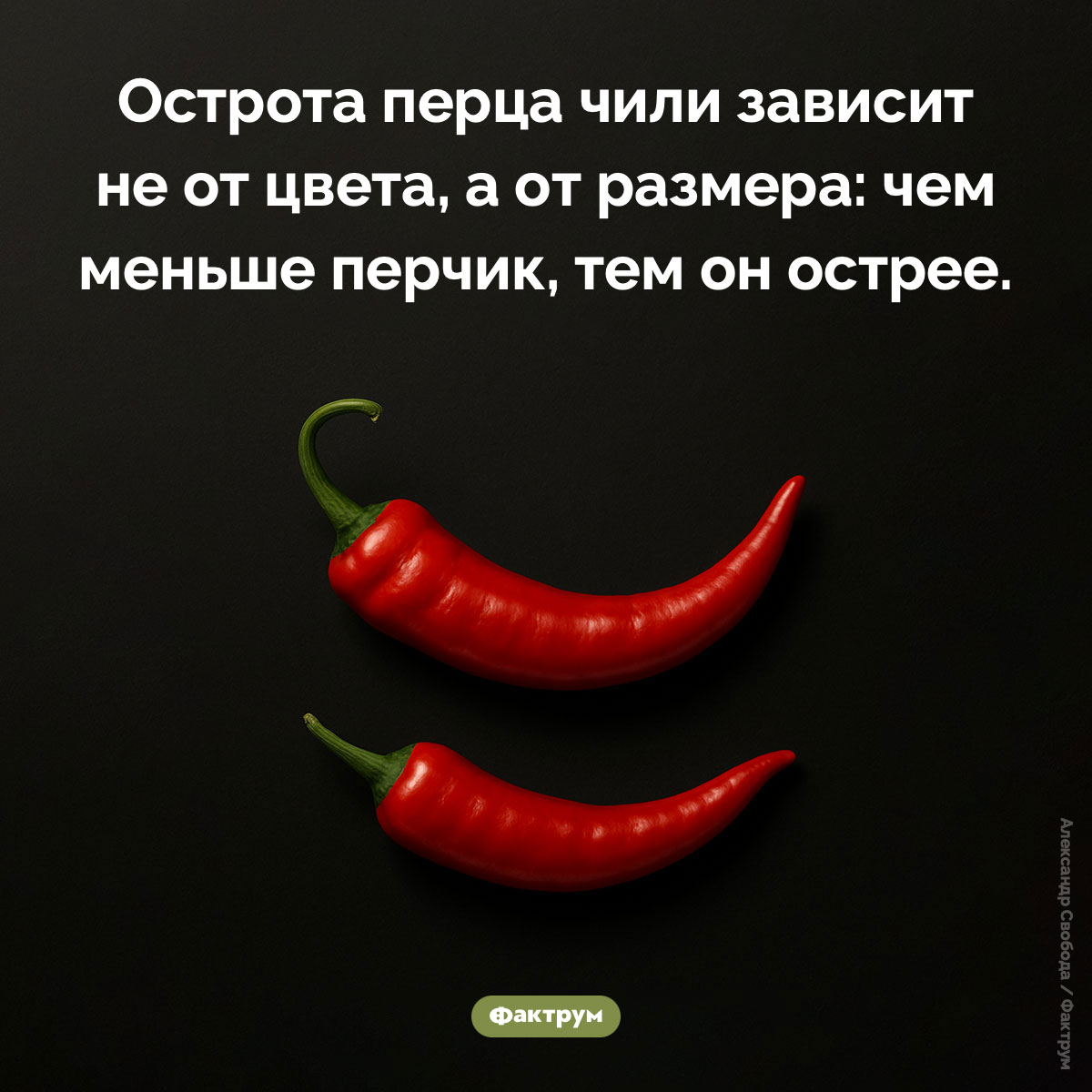 От чего зависит острота перца чили - свежие новости на Toplenta по теме Факт