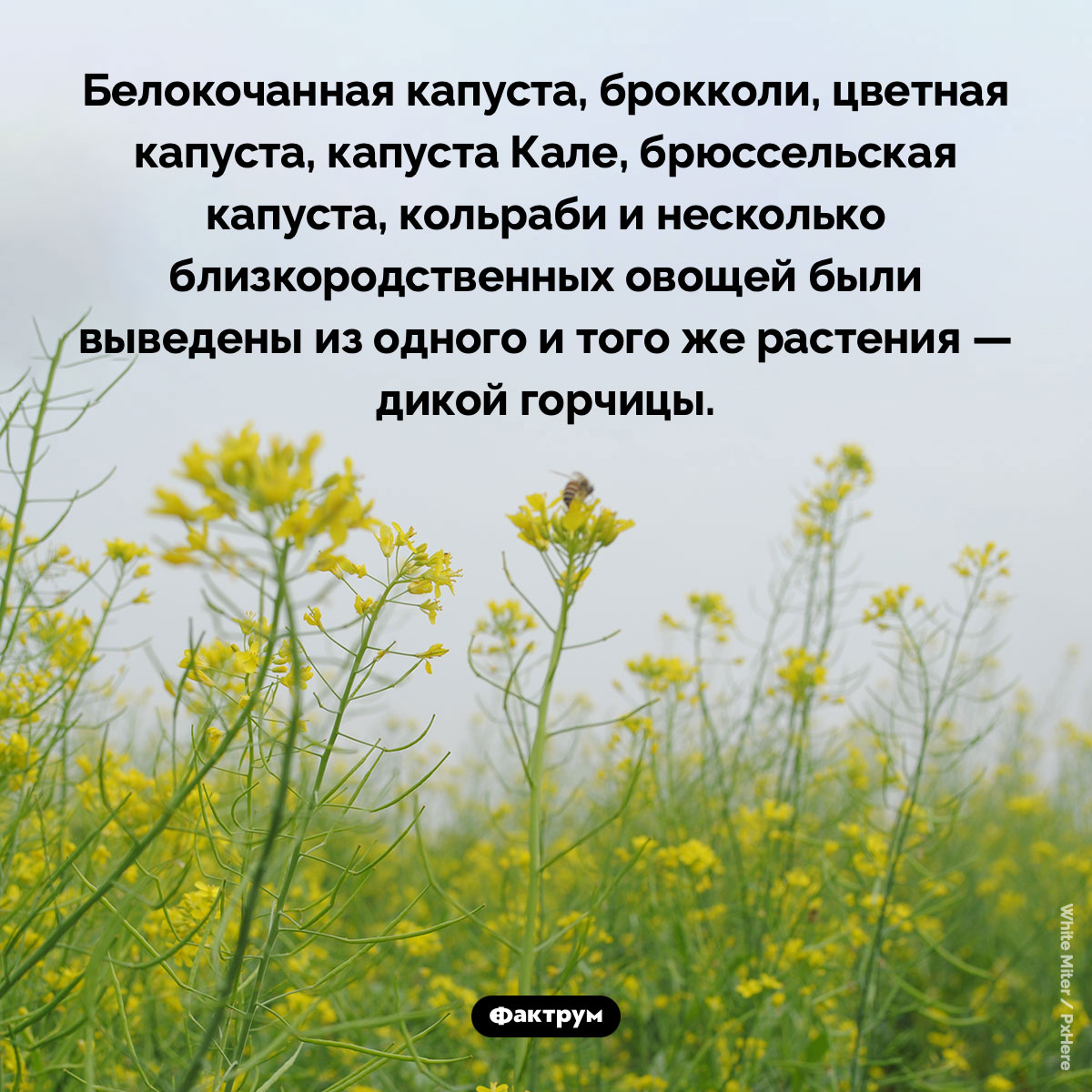 Все виды капусты происходят от дикой горчицы - свежие новости на Toplenta по теме Факты в картинках