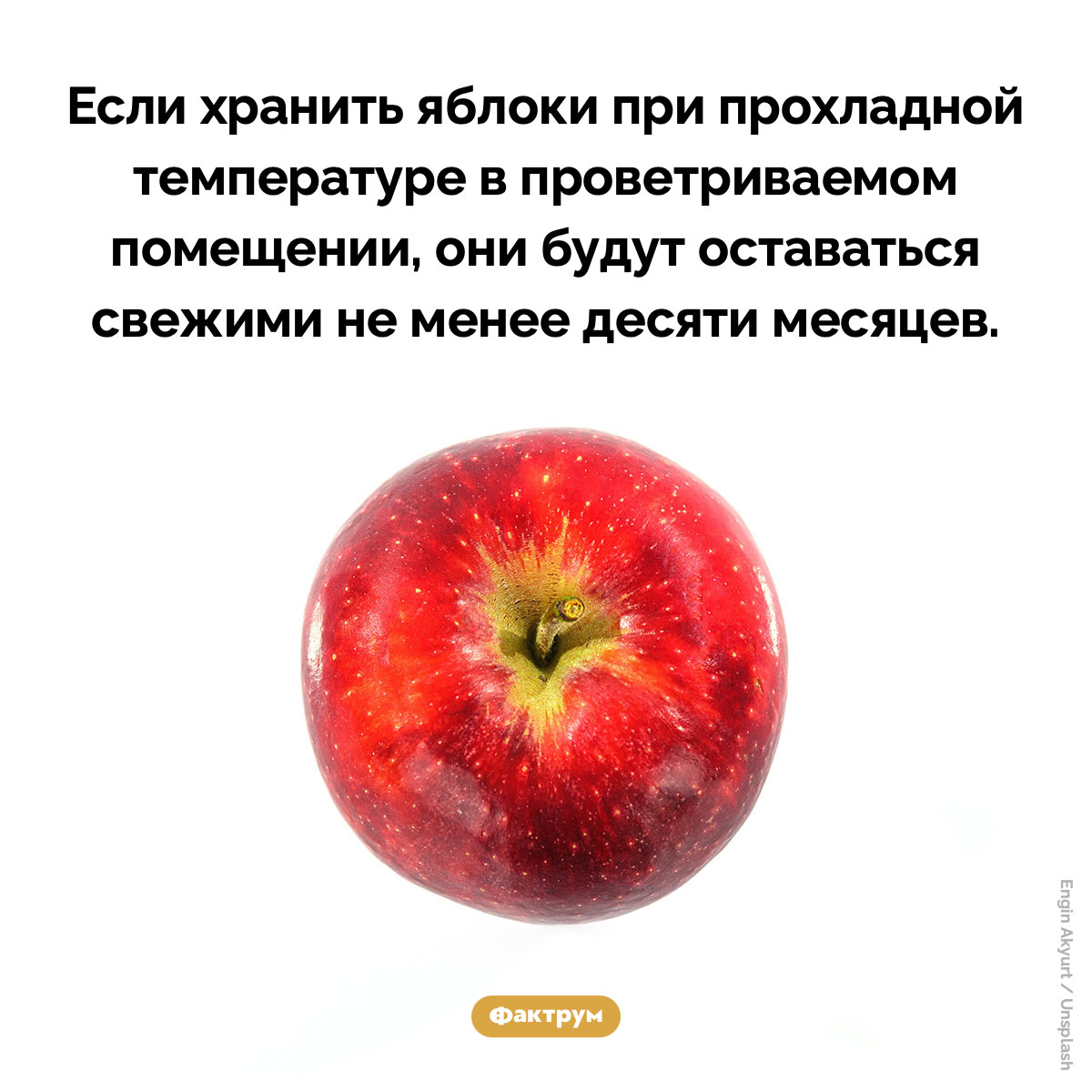 Срок годности яблок — почти год - свежие новости на Toplenta по теме Факты в картинках