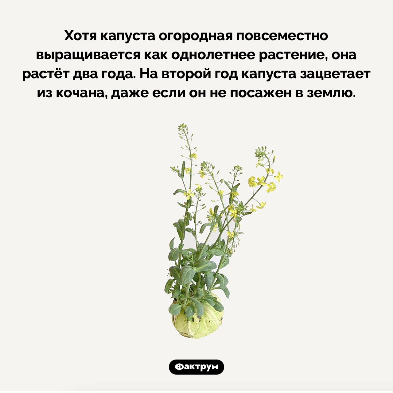 Капуста огородная — двулетнее растение - свежие новости на Toplenta по теме 12.01.2023