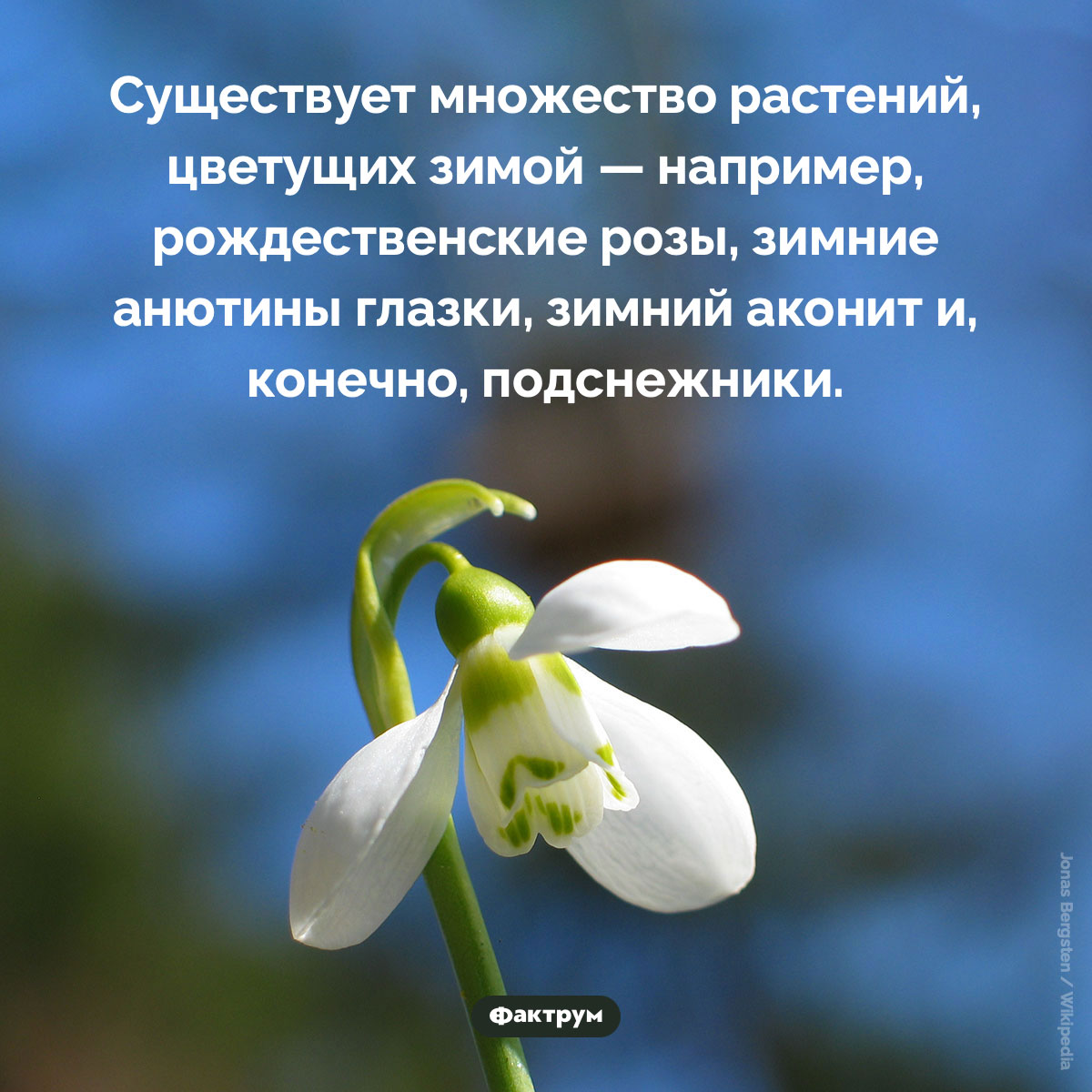 Цветы, цветущие зимой - свежие новости на Toplenta по теме Факты в картинках