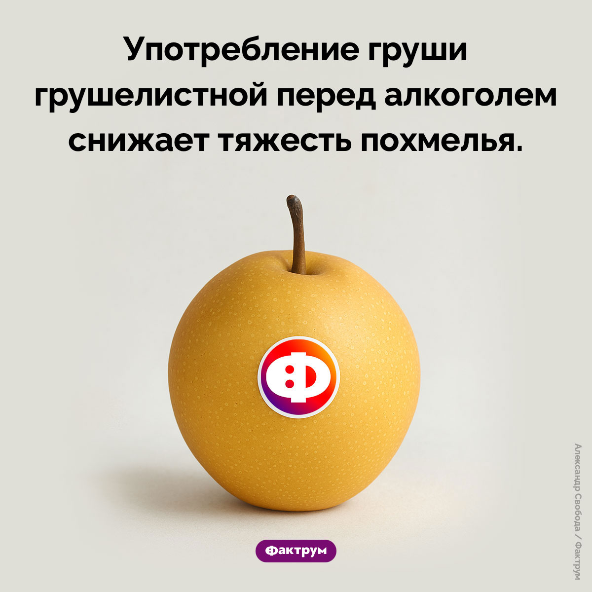 Груша — средство от похмелья - свежие новости на Toplenta по теме Факты в картинках