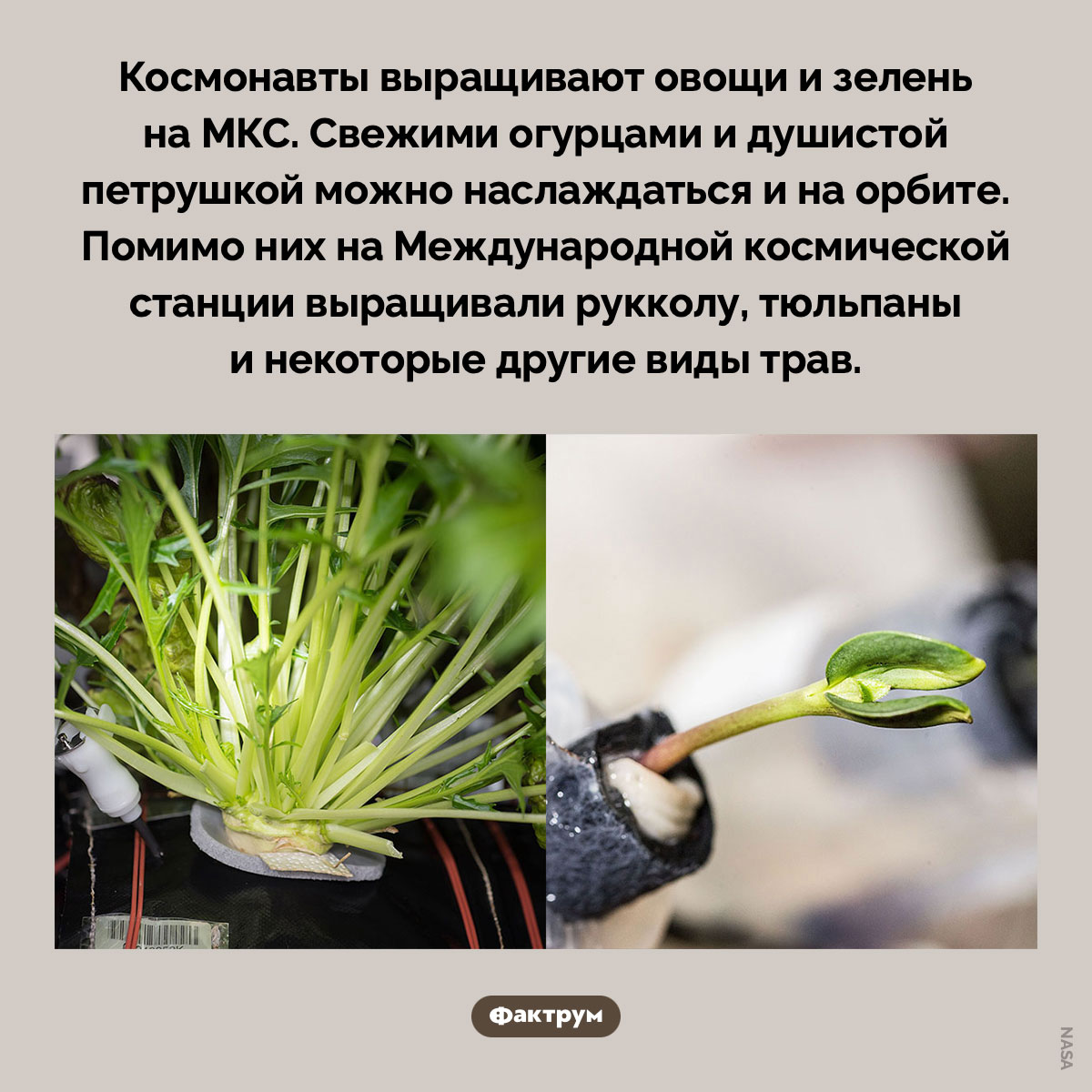 Овощи на МКС - свежие новости на Toplenta по теме система