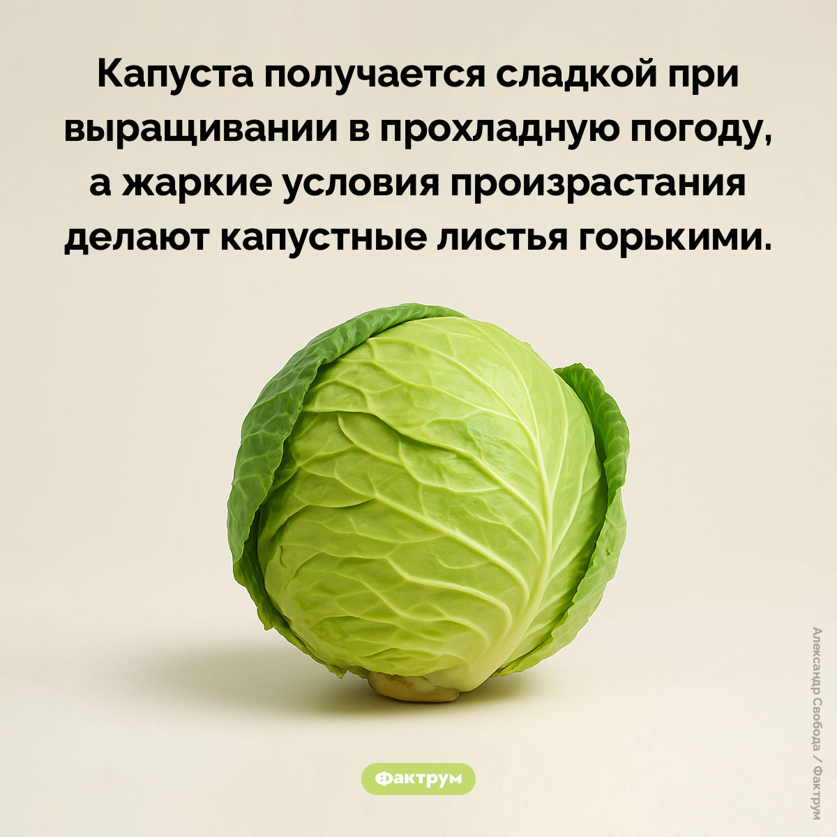 Как вырастить сладкую капусту - свежие новости на Toplenta по теме Факты в картинках