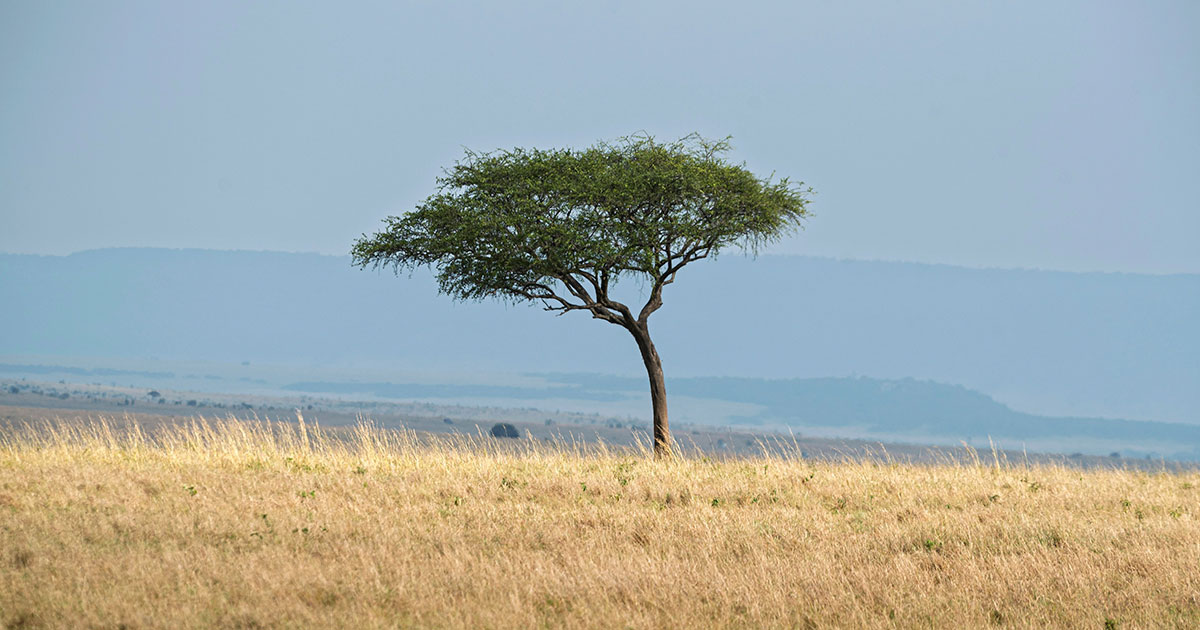 Африканская акация «предупреждает» своих об опасности - свежие новости на Toplenta