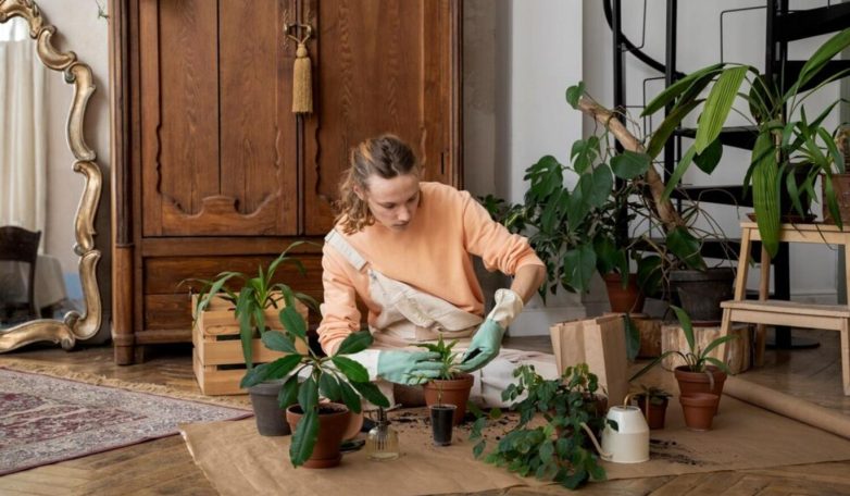 Неприхотливые комнатные растения - свежие новости на Toplenta по теме и