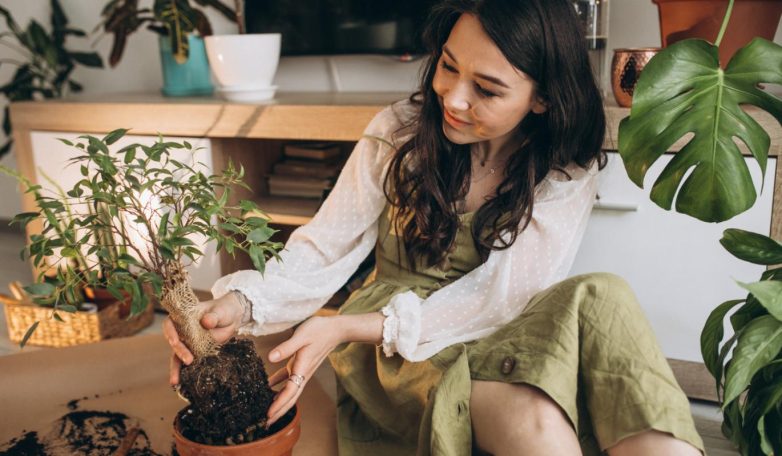 Почему все начали массово выращивать комнатные растения - свежие новости на Toplenta по теме и
