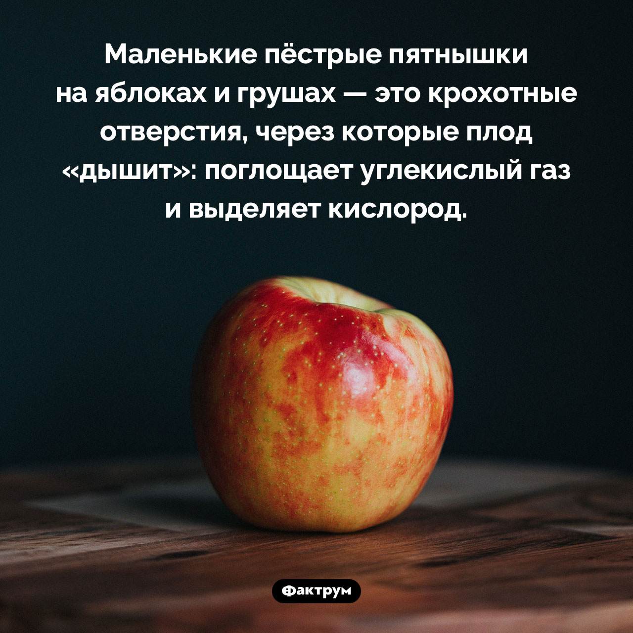 Почему на яблоках есть маленькие пятнышки - похожая новость на Toplenta