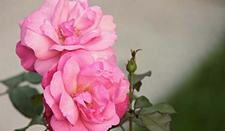 Рекомендации по выбору и расположению домашних растений для украшения интерьера - похожая новость на Toplenta