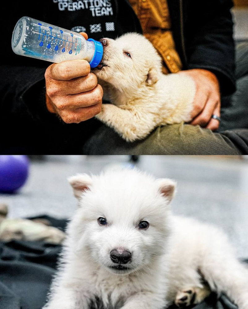 Лютоволки уже здесь - свежие новости на Toplenta по теме Наука физика