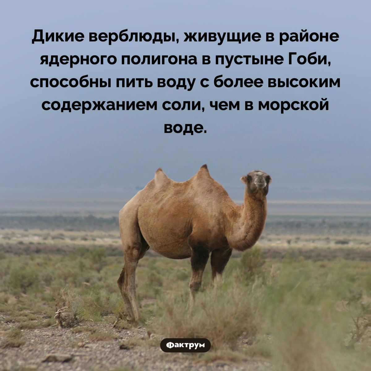 Верблюды, живущие по соседству с ядерным полигоном, приобрели способность пить очень солёную воду - похожая новость на Toplenta