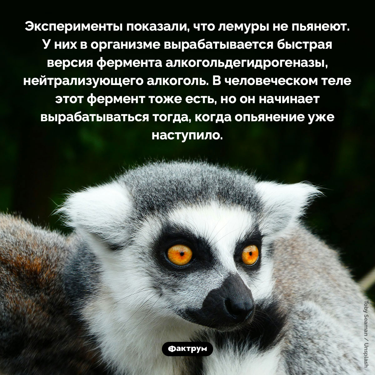 Лемуры не пьянеют - свежие новости на Toplenta по теме Лем