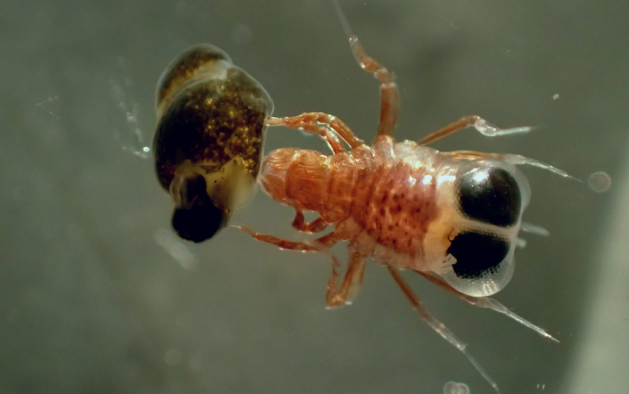 Зачем рачки похищают улиток - свежие новости на Toplenta по теме Наук