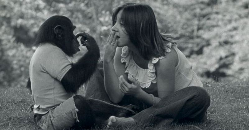 Трагическая судьба Нима Чимпского, или Можно ли из обезьяны сделать человека - свежие новости на Toplenta по теме Ноам Хомский