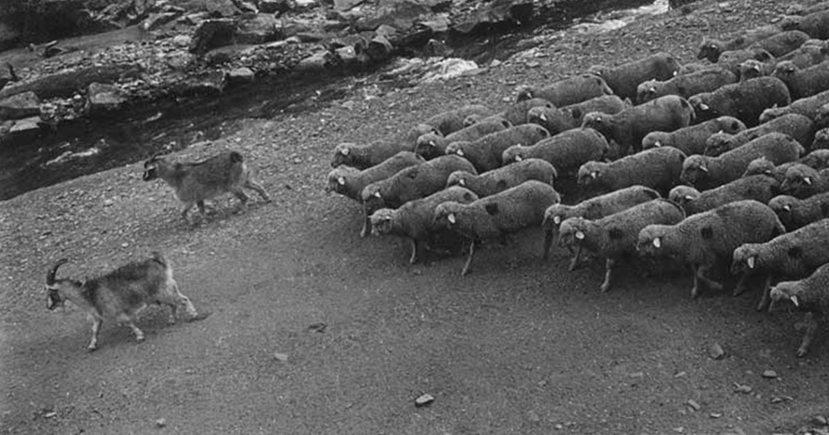 Кто такой козёл-провокатор - свежие новости на Toplenta по теме Все факты