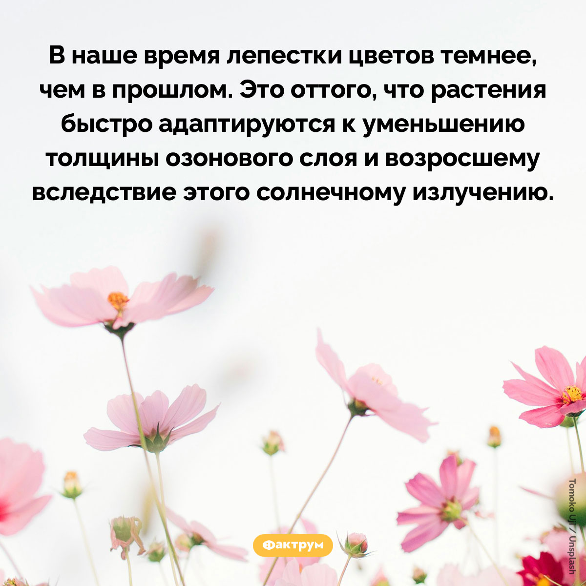 В наше время лепестки цветов стали темнее - свежие новости на Toplenta по теме Наук