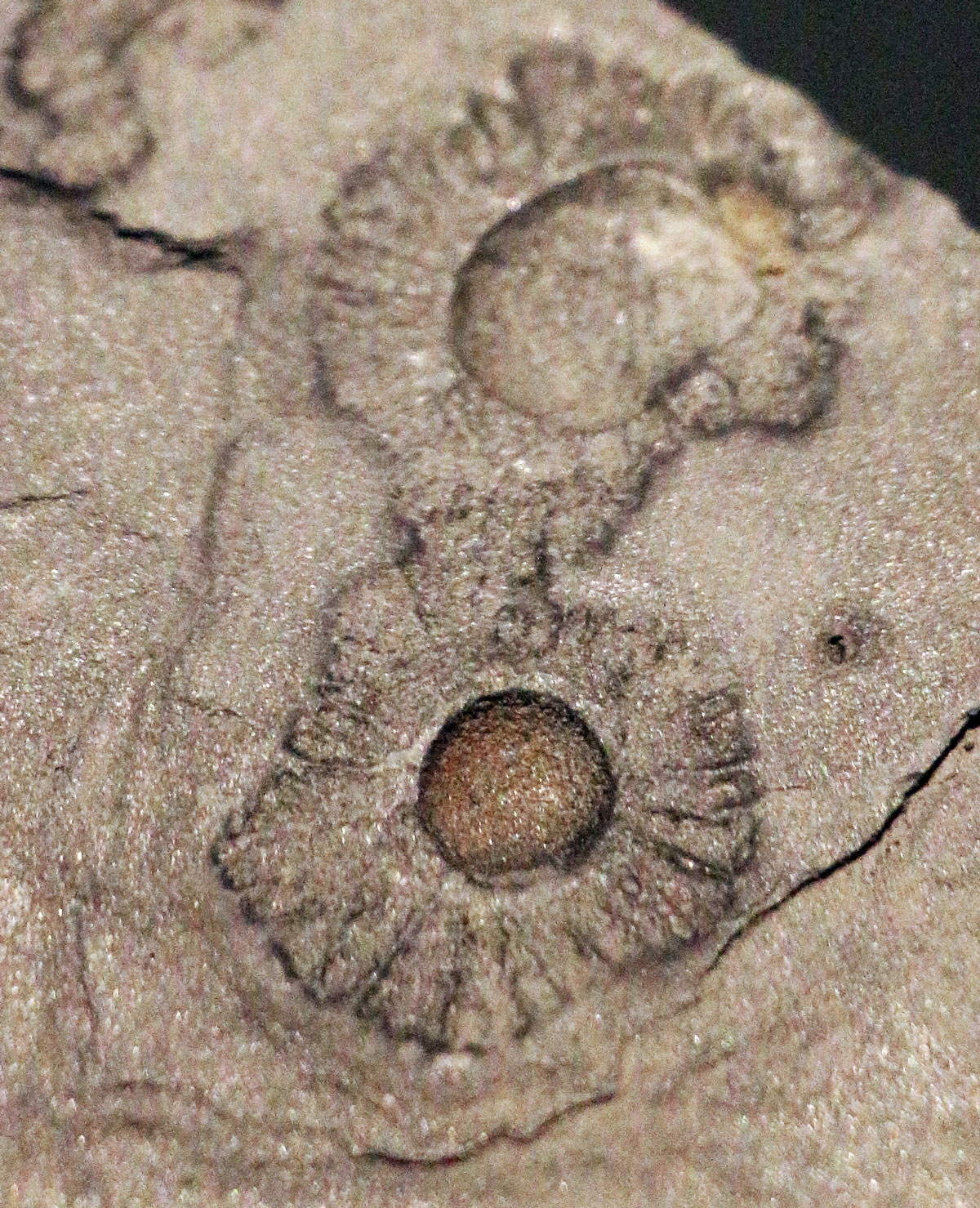 Что такое «франсвильская биота» - свежие новости на Toplenta по теме Наук