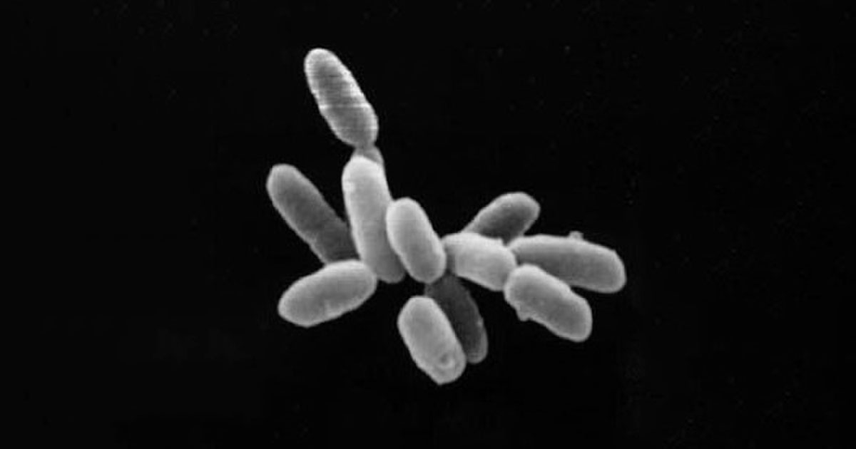 Самым долго живущим на Земле организмам 101,5 млн лет - свежие новости на Toplenta