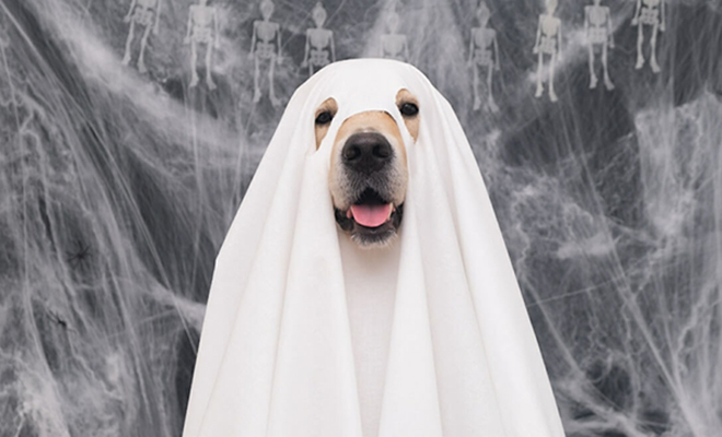 Могут ли собаки видеть призраков. Новое исследование ученых - свежие новости на Toplenta по теме Марк итон