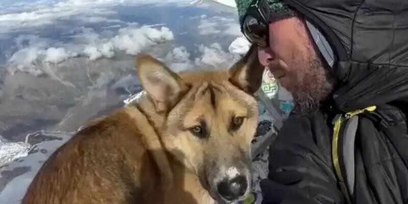 Бездомный пес покорил Эльбрус и стал звездой соцсетей - свежие новости на Toplenta по теме ств