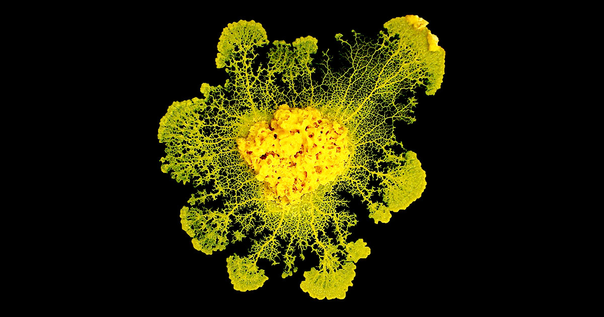 Плесень выбирает здоровую пищу - свежие новости на Toplenta по теме Наук