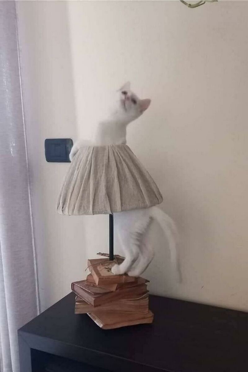 15 доказательств того, что коты ― лучшие работники планеты - свежие новости на Toplenta по теме iv