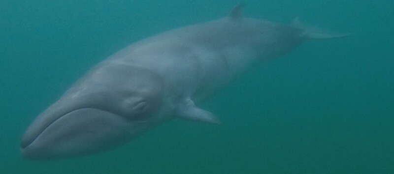 Самый маленький представитель усатых китов: знакомство с карликовым гладким китом - похожая новость на Toplenta
