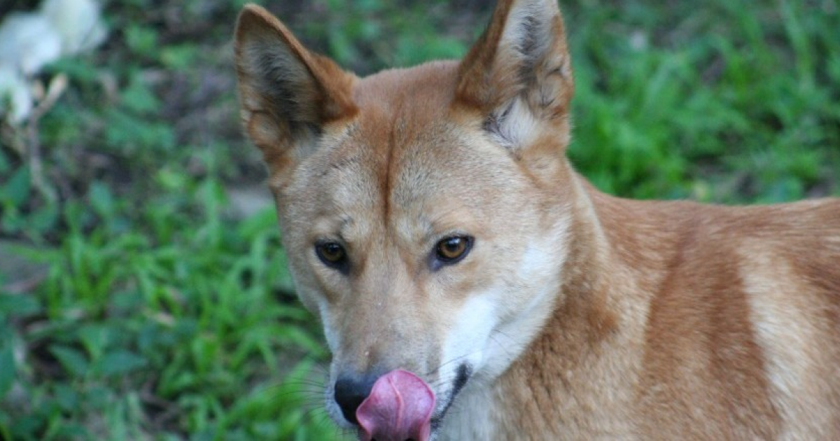 Смешение с собаками повысило генетическое разнообразие части динго - свежие новости на Toplenta по теме ло