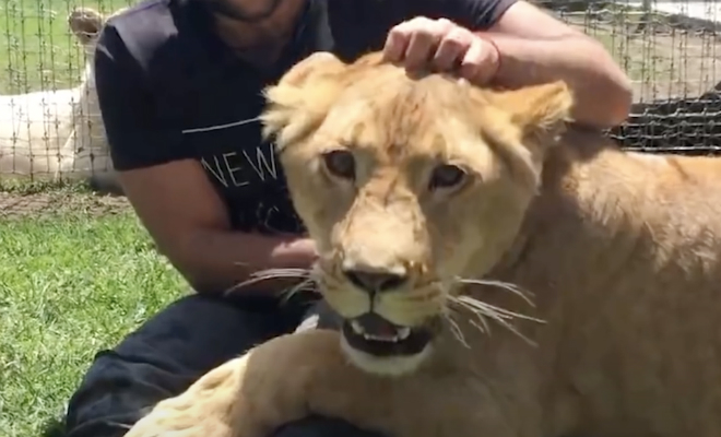 Лев не видел друга четыре года: мужчина зашел в клетку после долгой поездки - свежие новости на Toplenta по теме да