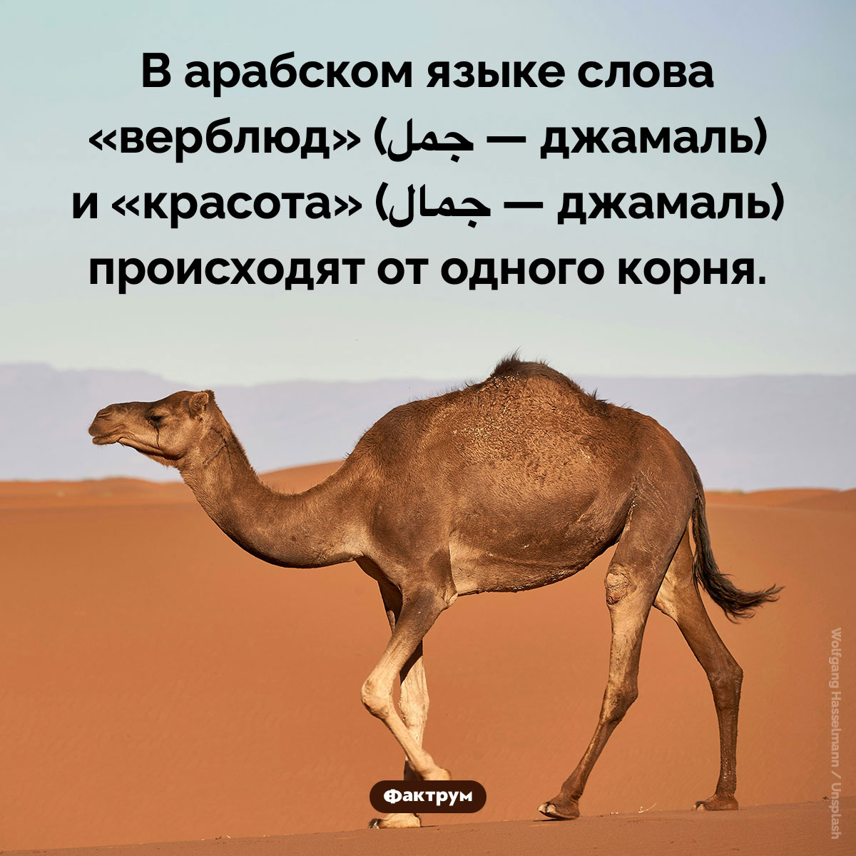 Красота и верблюд - похожая новость на Toplenta